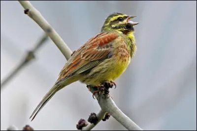 Quel est ce bruant, plus méridional que celui de la question précédente, qui peut être observé dans presque toute la France ?