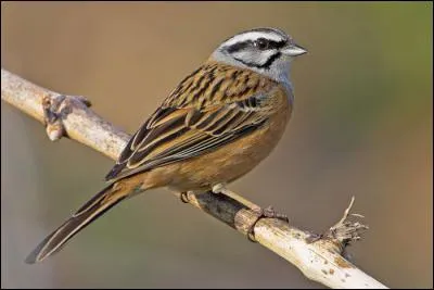 Quel est ce bruant commun dans la moitié sud de la France ?