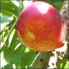 Comment s'appelle ce fruit ?