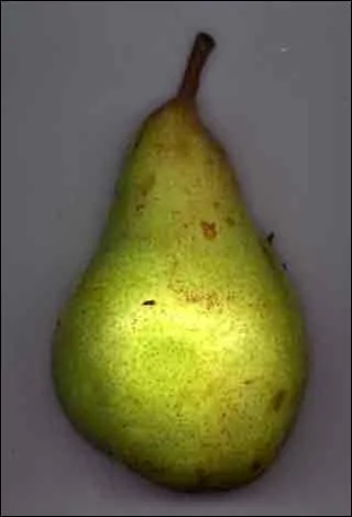 Comment s'appelle ce fruit ?