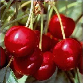 Comment s'appelle ce fruit ?