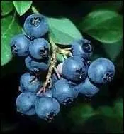 Comment s'appelle ce fruit ?