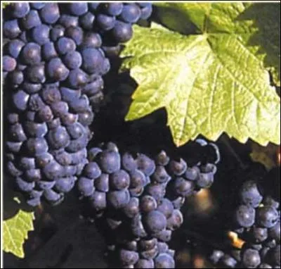 Comment s'appelle ce fruit ?