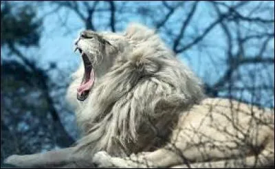 Quel est ce félin ?