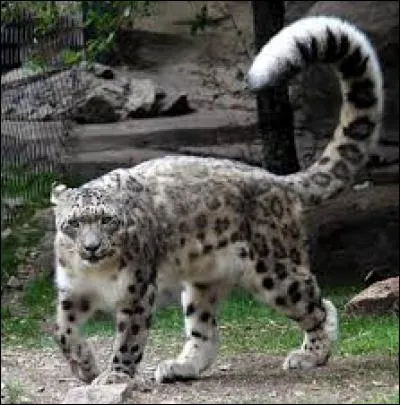 Quel est ce félin ?