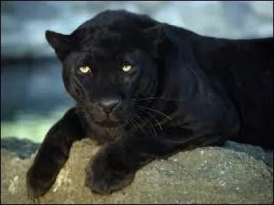 Quel est ce félin ?