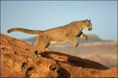 Quel est ce félin ?