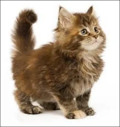 Quel est ce félin ?