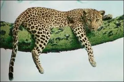 Quel est ce félin ?