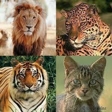 Quiz Felins