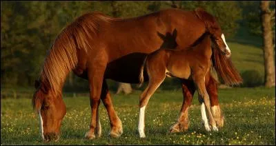 Comment s'appelle la mère du poulain ?