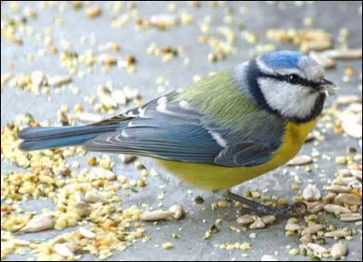 Quel est le nom de cet oiseau ?