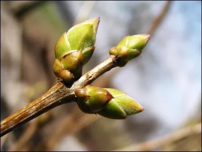 Que vois-tu sur l'image ?