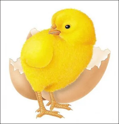 Quelle est la couleur du poussin ?