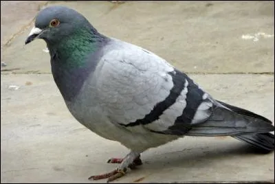 Connais-tu le nom de cet oiseau ? C'est...