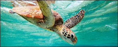 Quelle tortue d'eau douce vivant en Australie, est connue pour avoir la capacité de respirer à travers son cloaque (anus) ?