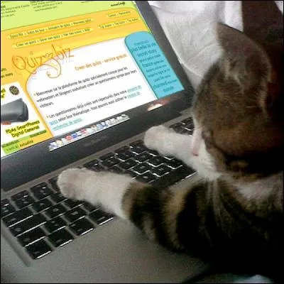 Voici l'image de Jamesbondtriple, qui fait vérifier un de ses quiz par son chat. Parmi ces chats, cliquez sur celui créé par le dessinateur belge Philippe Geluck !