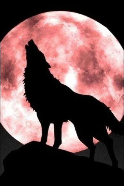 Voici le loup de Pilounet ! En quelle année est sorti le film "Le Pacte des loups", réalisé par Christophe Gans ?