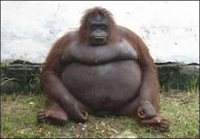 Quel champion peut devenir le plus gros ?