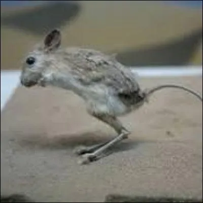 Quel est cet animal ?