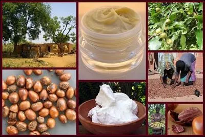 Le nom "karité" signifie "arbre à beurre" en wolof.