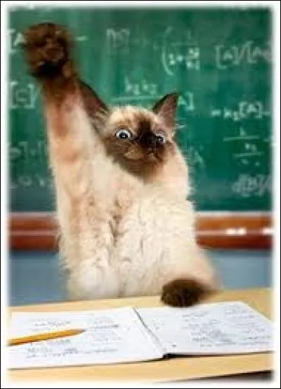 Dans la ville de Boston, aux USA, un chat a été assigné à devenir un...