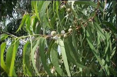 Il existe un animal qui se sert des feuilles d'eucalyptus pour s'hydrater. Pourriez-vous me dire lequel ?