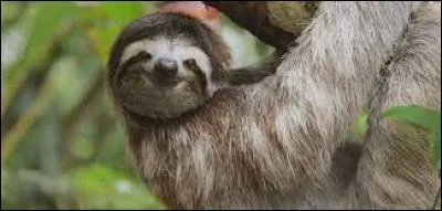 Combien de temps faut-il à un paresseux pour parcourir trois mètres ?