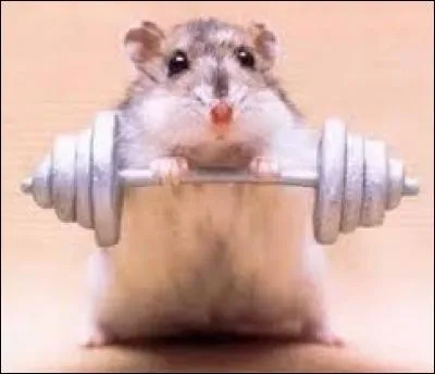 Dans quel pays n'avez-vous pas le droit de posséder un hamster ?