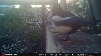 Trouver la pie au nid !