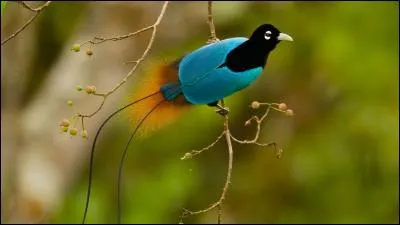 Si vous trouvez, c'est le paradis !