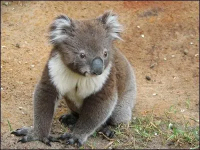 Venez parcourir l'Outback, et respirer les senteurs d'eucalyptus !