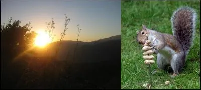 Quelle est cette expression issue d'une autre expression datant des années 1640 signifiant « dès l'aube » ? A savoir que l'expression à trouver met en scène un écureuil et qu'elle a été remplacée par une autre avec un autre animal !