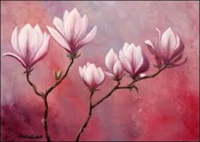 Arbuste d'Arabie dont les feuilles contiennent une substance hallucinogène :