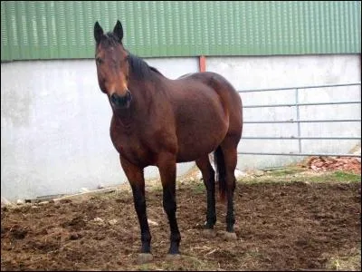 Combien de temps dure une gestation ?