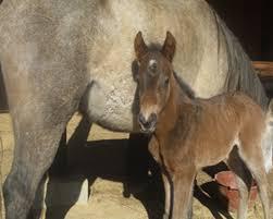 Quiz Chevaux