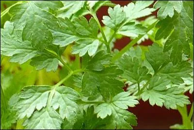 Quelle plante condimentaire le temps ravive-t-il ?