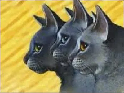 Qui sont ces chats ?