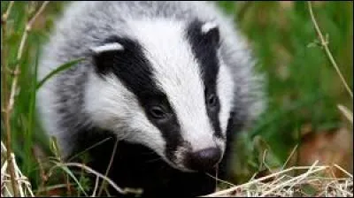 Quels chats sont envoyés vers Minuit pour sauver leur clan ?