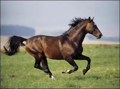 À quelle allure est ce cheval ?