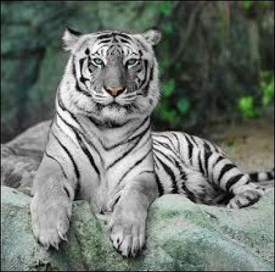 Quel membre de Quizz.biz a comme photo de profil un tigre blanc ?