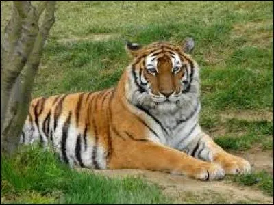 Quel membre de Quizz.biz a comme photo de profil un chat et un tigre ?