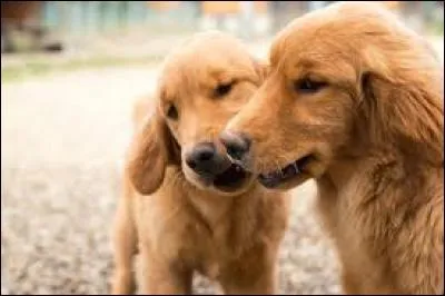 Quel membre de Quizz.biz a comme photo de profil des chiens ?