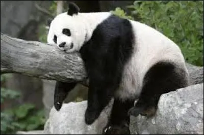 À l'état sauvage, dans quel pays vit le panda géant ?