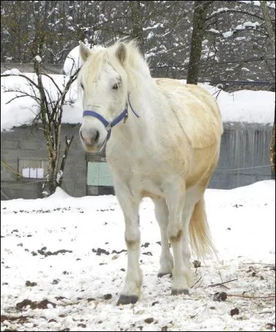 Ce cheval est-il blanc ou gris ?