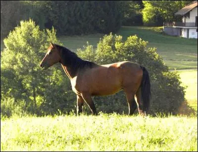 Quelle robe a ce cheval ?
