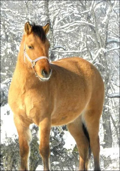 Quel est le race de ce poney ?