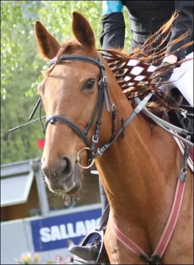 Quelle est la robe de ce cheval ?