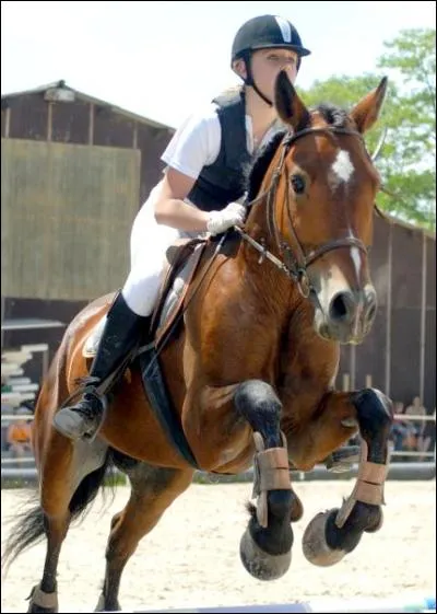 Quand on saute quelle protection met-on aux ant&eacute;rieurs ou aux post&eacute;rieurs du cheval ?