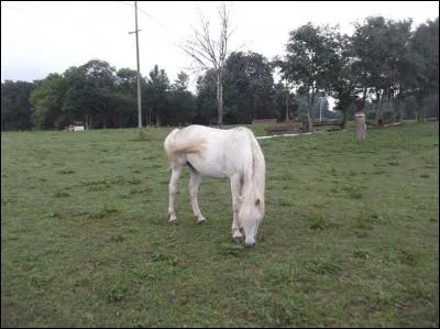 Quelle robe a ce cheval ?